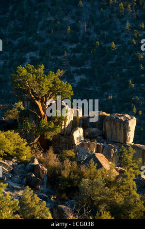 Il ginepro, Owens Peak Wilderness, camino Peak National Backcountry Byway, California Foto Stock