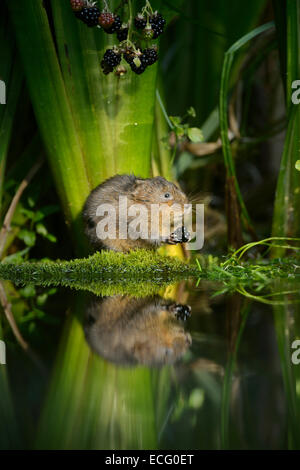 Acqua Vole (Arvicola amphibius), Kent, Regno Unito Foto Stock