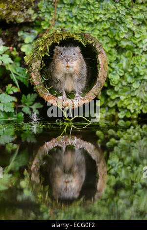 Acqua Vole (Arvicola amphibius) nel tubo di drenaggio, Kent, Regno Unito Foto Stock