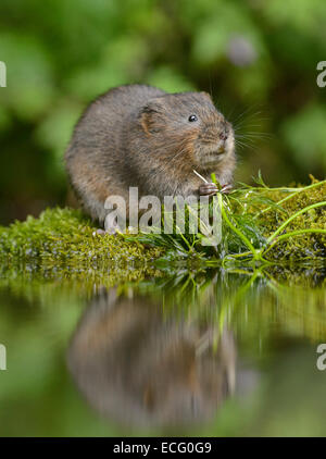 Acqua vole (Arvicola amphibius) Kent, Inghilterra, Regno Unito. Foto Stock