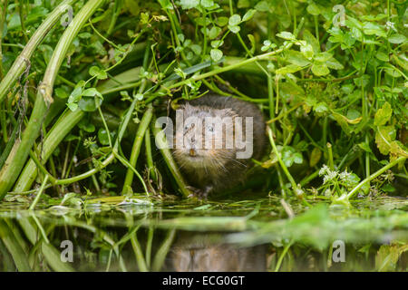 Acqua vole (Arvicola amphibius) Kent, Inghilterra, Regno Unito. Foto Stock