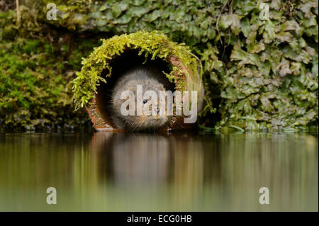 Acqua vole (Arvicola amphibius) nel tubo di drenaggio, Kent, Inghilterra, Regno Unito. Foto Stock