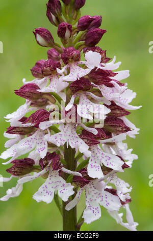 Signora Orchidea (Orchis purpurea). Denge Wood, Kent, Regno Unito. Maggio 2013. Foto Stock