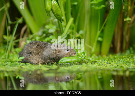 Fodere d'acqua (Arvicola anfibio) che si nutrono di semi della bandiera gialla (Iris pseudacorus), Kent, Inghilterra, UK. Foto Stock