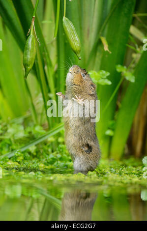 Fodere d'acqua (Arvicola anfibio) che si nutrono di semi della bandiera gialla (Iris pseudacorus), Kent, Inghilterra, UK. Foto Stock