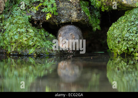 Acqua vole (Arvicola amphibius) Kent, Inghilterra, Regno Unito. Foto Stock