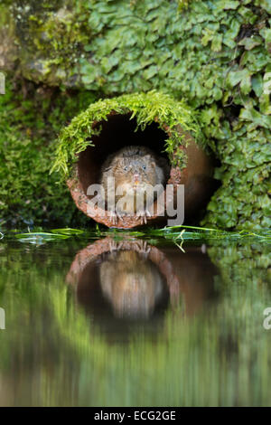 Acqua vole (Arvicola amphibius) nel tubo di drenaggio, Kent, Inghilterra, Regno Unito. Foto Stock