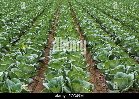 Un cavolo campo vegetale nei pressi di missione, Texas, Stati Uniti d'America. Foto Stock