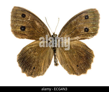 Dryad (Minois dryas) farfalla Foto Stock