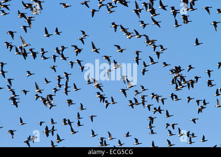 Brent oche in volo sopra il porto di Pagham Riserva Naturale, West Sussex Foto Stock