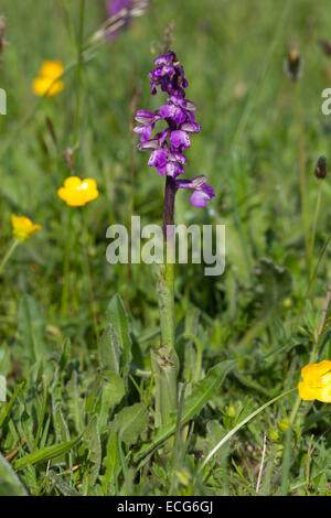 Il verde-winged orchid (anacamptis morio) in Kenfig Riserva Naturale, Galles Foto Stock