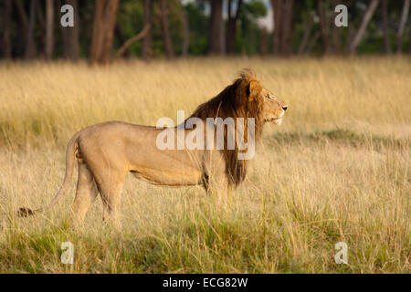 Morani, uno dei Lions maschio della Palude di orgoglio, il Masai Mara in Kenya Foto Stock