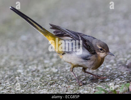 Londra, Regno Unito. Il 14 dicembre 2014. Un gray wagtail foraggi per alimenti in un sentiero pubblico a Wapping, East London durante il freddo inverno di oggi. I numeri del grigio selvatico cutrettole nel Regno Unito sono stati in calo negli ultimi anni e sono state sulla lista ambra di uccelli di conservazione preoccupazione fin dal 2002. Credito: Vickie Flores/Alamy Live News Foto Stock