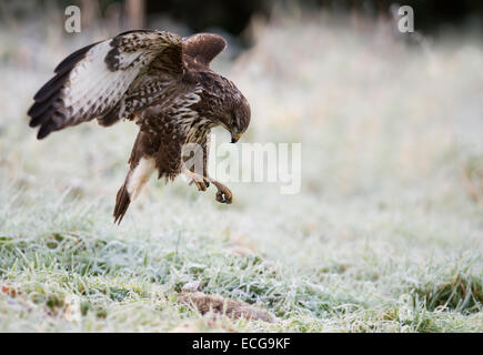 Selvatica comune poiana, Buteo buteo atterraggio su un coniglio morto Foto Stock