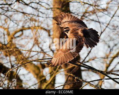 Selvatica comune poiana, Buteo buteo in volo attraverso il bosco invernale Foto Stock