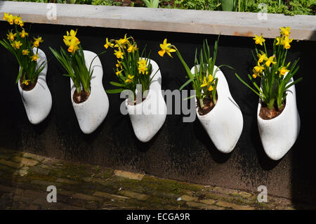 Cinque zoccoli bianco piantati con il daffodils in miniatura sul display nel giardino Keukenhof, Olanda Foto Stock