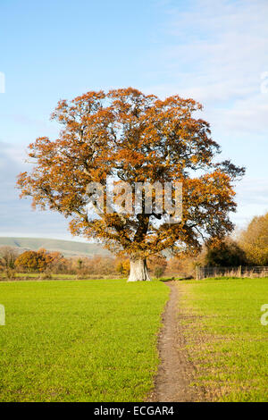 Arancione marrone quercia con foglie di autunno Woodborough, Wiltshire, Inghilterra, Regno Unito Foto Stock