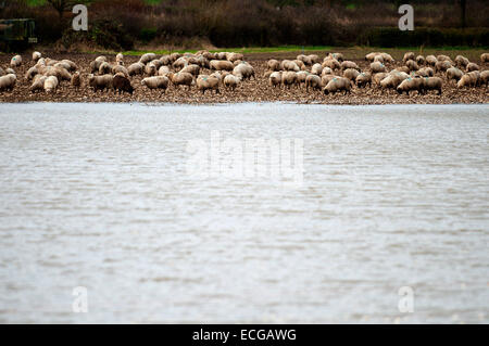 Leighton, Shropshire, Regno Unito. Il 14 dicembre, 2014. Le pecore sono circondati da acqua. Credito: Graham M. Lawrence/Alamy Live News. Foto Stock