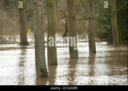 Leighton, Shropshire, Regno Unito. Il 14 dicembre, 2014. Un bosco è allagata. Credito: Graham M. Lawrence/Alamy Live News. Foto Stock