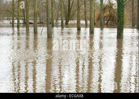 Leighton, Shropshire, Regno Unito. Il 14 dicembre, 2014. Un bosco è allagata. Credito: Graham M. Lawrence/Alamy Live News. Foto Stock