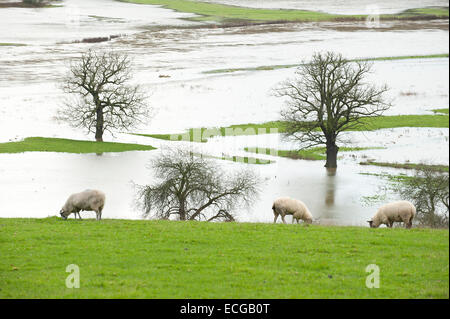 Leighton, Shropshire, Regno Unito. Il 14 dicembre, 2014. Pecore pascolano al di sopra di una pianura alluvionale coperto in acqua Credito: Graham M. Lawrence/Alamy Live News. Foto Stock