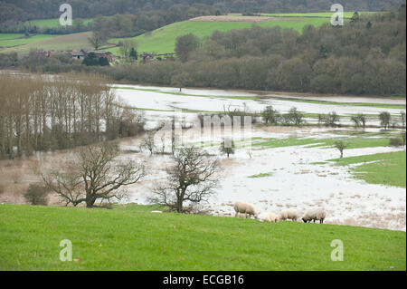 Leighton, Shropshire, Regno Unito. Il 14 dicembre, 2014. Pecore pascolano al di sopra di una pianura alluvionale coperto in acqua Credito: Graham M. Lawrence/Alamy Live News. Foto Stock
