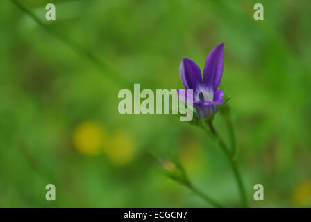 Viola lonely bluebell in estate erba Foto Stock