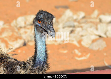 Struzzo a Emirates Park Zoo di Abu Dhabi, Emirati arabi uniti Foto Stock