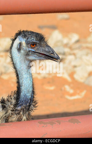 Struzzo a Emirates Park Zoo di Abu Dhabi, Emirati arabi uniti Foto Stock