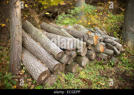 Un woodpile nei boschi. Foto Stock