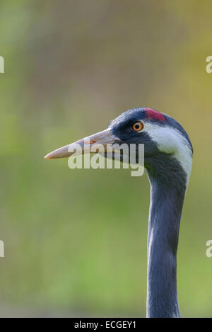 Europaeischer Kranich, grus grus, gru europeo Foto Stock