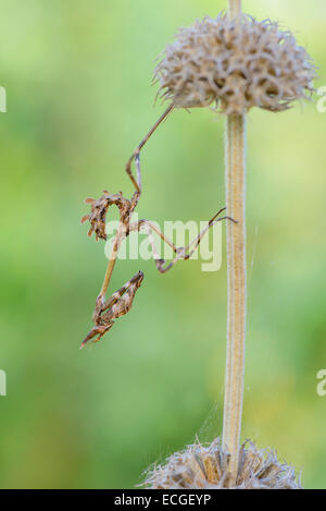 Haubenfangschrecke, Empusa pennata, Conehead Mantis Foto Stock