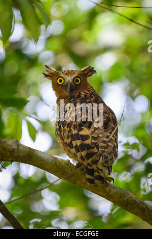 Buffy Fish-owl (Ketupa ketupu) in modo Kambas National Park, Indonesia. Foto Stock