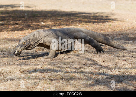 Drago di Komodo, Varanus komodensis, Komodowaran, camminando sulla isola di Rinca, Parco Nazionale di Komodo, Indonesia Foto Stock