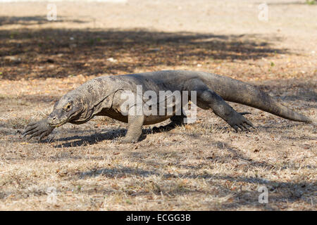 Drago di Komodo, Varanus komodensis, Komodowaran, camminando sulla isola di Rinca, Parco Nazionale di Komodo, Indonesia Foto Stock