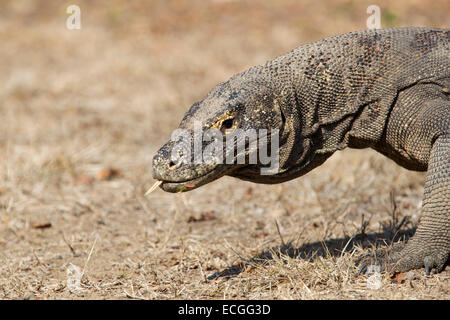 Drago di Komodo, Varanus komodensis, Komodowaran, ritratto con la lingua di fuori, Rinca Isola, Parco Nazionale di Komodo Foto Stock