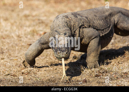 Drago di Komodo, Varanus komodensis, Komodowaran, passeggiate con la lingua di fuori, Rinca Isola, Parco Nazionale di Komodo Foto Stock