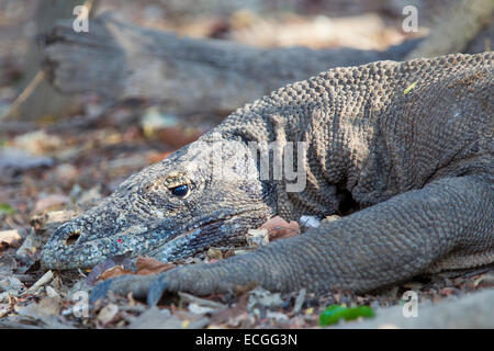 Drago di Komodo, Varanus komodensis, Komodowaran, Parco Nazionale di Komodo, Indonesia, adulti in appoggio nella foresta Foto Stock