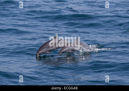 Pantropical Spotted Delfini Stenella attenuata, Schlankdelfine, adulto e bambino saltando insieme, Indonesia Foto Stock