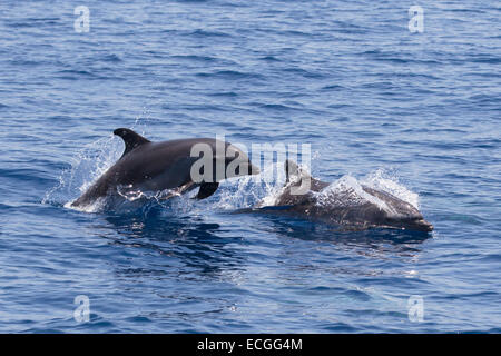 Comune di delfini tursiopi, Tursiops truncatus, Großer Tümmler, coppia affiorante, uno salta in alto, Indonesia Foto Stock