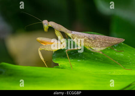 In marmo di una Mantide religiosa a riposo Foto Stock