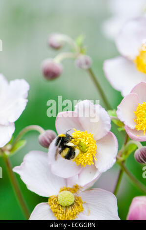Un'ape raccoglie il polline dal fiore, close-up Foto Stock
