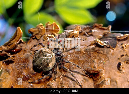 Orb-Weaver angolare Spider (Epeira Angulata=Araneus angulatus) femmina grande mimetizzata su Crustaceous licheni Caloplaca (sp). Foto Stock