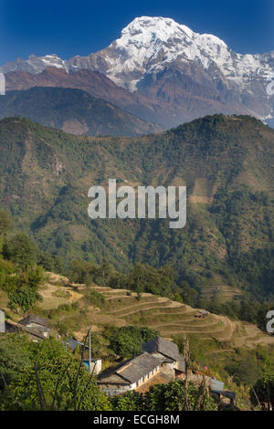 La montagna di Annapurna e Machhapuchchhre o coda di pesce la montagna da il villaggio di Ghandruk Foto Stock