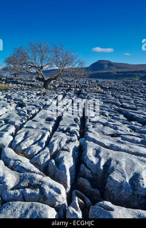 Pomeriggio La luce del sole su pavimentazione di pietra calcarea a Twistleton cicatrice, Yorkshire Dales, England, Regno Unito Foto Stock