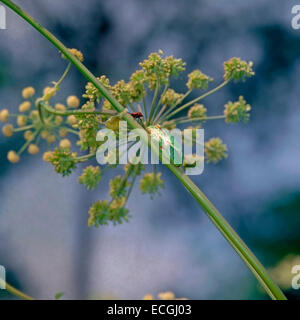 Mimica - Italiano raganella (Hyla intermedia) mimetizzata su Wild Angelica stelo Foto Stock