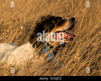 Un Setter inglese fuori la caccia Foto Stock