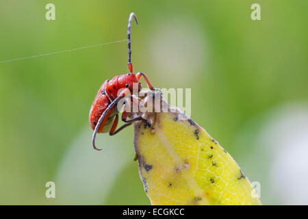 Red Milkweed Beetle (Tetraopes tetrophthalmus), Oregon, Stati Uniti d'America Foto Stock