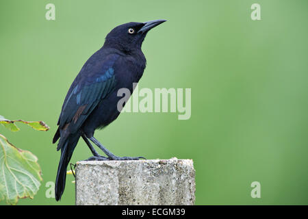 Carib grackle (Quiscalus lugubris) singolo maschio adulto in piedi appollaiato su un post. Foto Stock