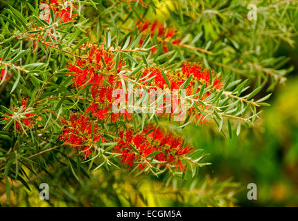 Cluster di grandi dimensioni di rosso vivace scovolino da bottiglia fiori e foglie verdi di Callistemon citrinus, australiano arbusto nativo Foto Stock